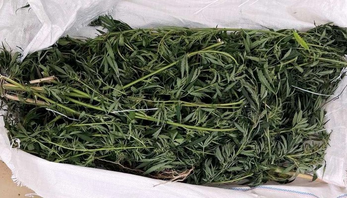 GRADAČAC: PRONAĐENO OKO 23 KILOGRAMA MARIHUANE, UHAPŠENA JEDNA OSOBA