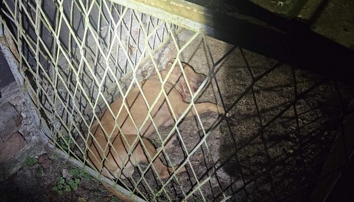 SPRIJEČENE ILEGALNE BORBE PASA – ZATEČENA 84 LICA IZ REGIJE I VIŠE LEŠEVA PASA