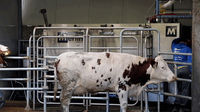 DERVENTA: ROBOT MUZE KRAVE!