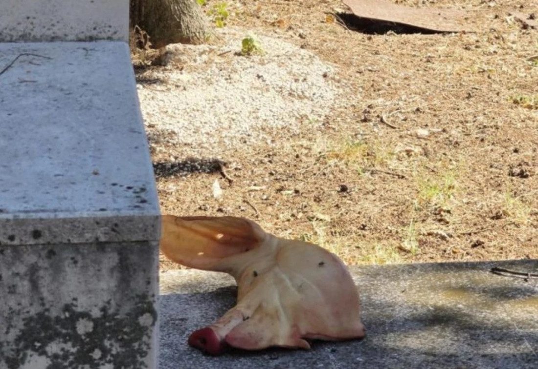 UZNEMIRUJUĆI INCIDENT U MOSTARU: U LISKA PARKU PRONAĐENA SVINJSKA GLAVA, POLICIJA PROVODI ISTRAGU