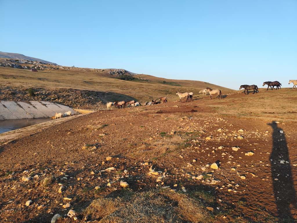 LIVNO: JESU LI DIVLJI KONJI NA KRUZIMA ZBOG SUŠE UGROŽENI?!