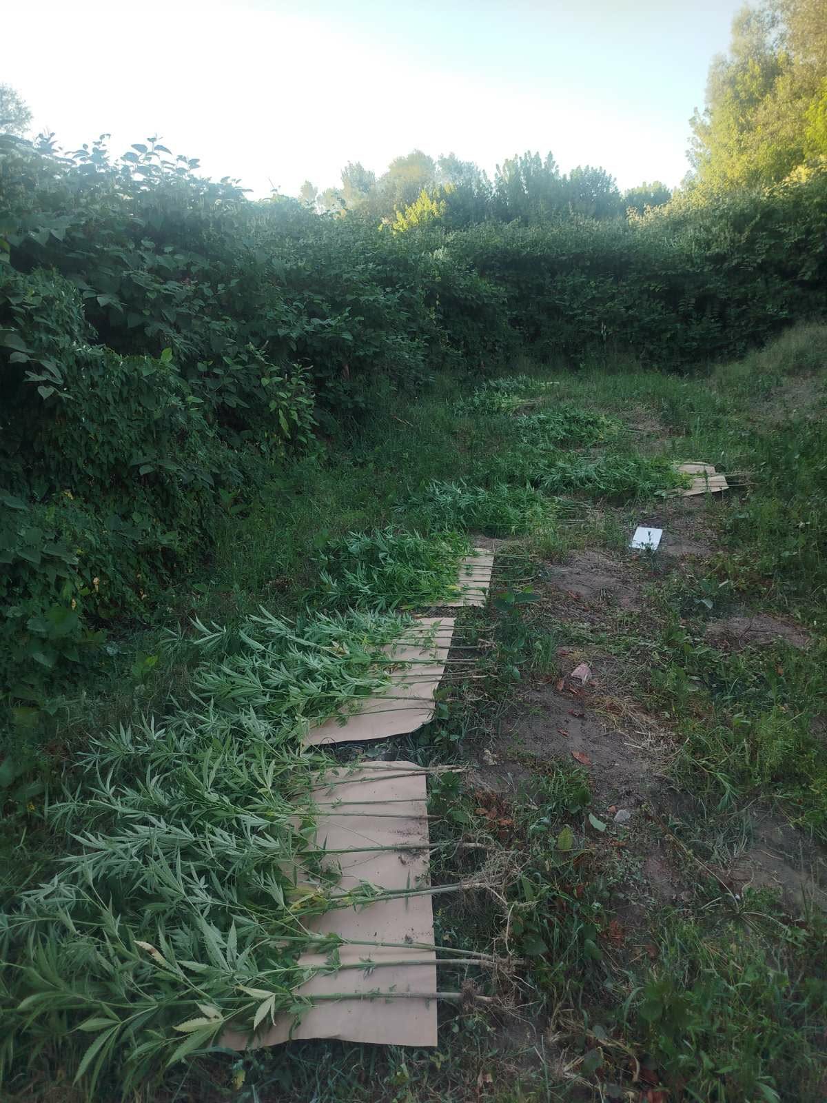 DOBOJ: PRONAĐENE 93 STABLJIKE I 17,7  KILOGRAMA MARIHUANE?!