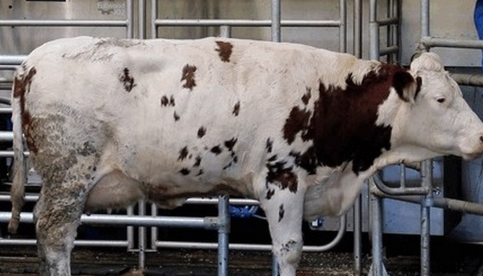 FEDERALNO MINISTARSTVO POLJOPRIVREDE PLANIRA POVEĆANJE NOVČANE PODRŠKE ZA PROIZVODNJU MLIJEKA KOD FIZIČKIH LICA