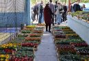 Više od 12.000 sadnica cvijeća podijeljeno u okviru akcije „Za ljepši i uređeniji Doboj“